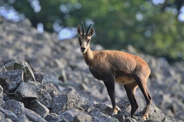 Chamois, Rupicapra rupicapra, in the stone hill. Studenec hill, Czech Republic.  Animal from Alp. Wildlife scene with animal.