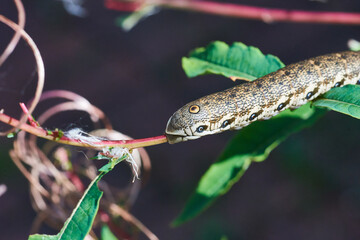 Nachtkerzenschwärmer  Proserpinus proserpina  Raupe