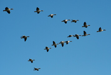 A gaggle of Greylag Geese flying in a classic v shape  formation