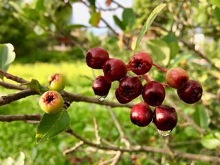 Ripe berries of black chokeberry on the branch.