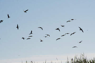 Greylag Geese in flight, preparing to land in a local nature reserve 