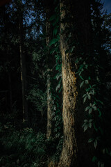 trees in the woods