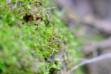 Green leaves abstract background and defocused 