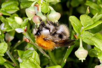 Feldhummel, Hummel, Bombus agrorum, Vaccinium myrtillus. Thueringen, Deutschland, Europa