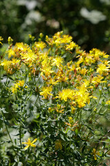 Johanniskraut (Hypericum perforatum)  --  
St. John's Wort (Hypericum perforatum)