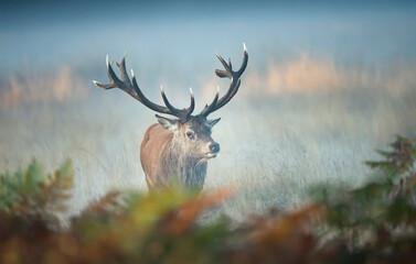 Red deer stag on a misty autumn morning