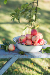 Harvest of the fresh dewy apples in the white bowl on the bench in the garden in early morning,  agriculture and food concept