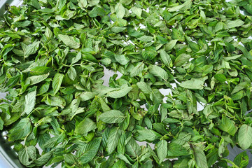 Fototapeta na wymiar drying mint, sun drying fresh mint, making mint dry, drying organic mint,
