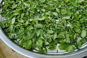 drying mint, sun drying fresh mint, making mint dry, drying organic mint,