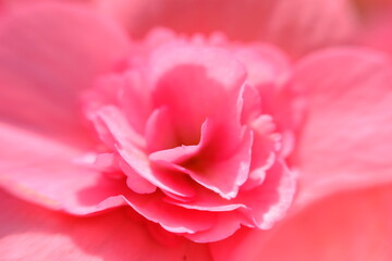 Obraz premium close up of pink rose