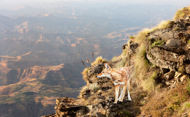 Rare and endangered Ethiopian wolf standing in the highlands of Bale mountains