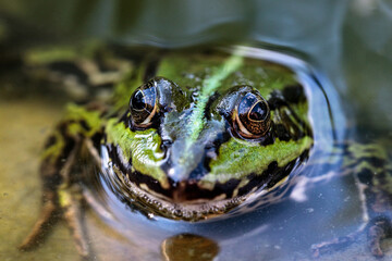 Green pond frog (Rana esculenta) in water, sitting on a sand stone in a small home made garden pond, close-up onto the frog eye, looking from the back top view