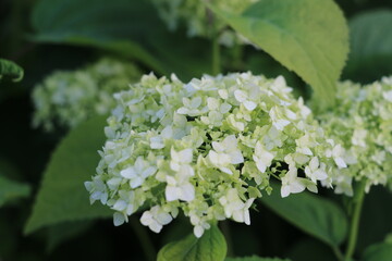 A close up of a flower