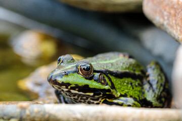 Green and brown pond frog (Rana esculenta) sitting on a sand stone in a small home made garden pond, close-up onto the frog eye, looking from the back top view