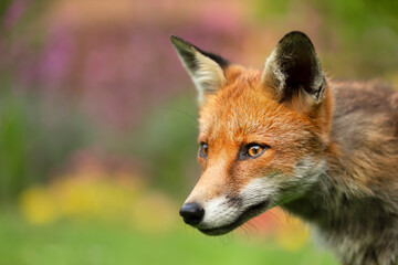 Naklejka na ściany i meble Portrait of a red fox against colorful background