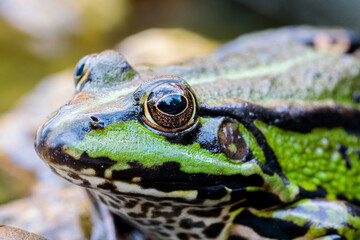 Green and brown pond frog (Rana esculenta) sitting on a sand stone in a small home made garden pond, close-up onto the frog eye, looking from the back top view