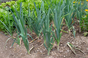 Poireaux poussant dans un jardin potager