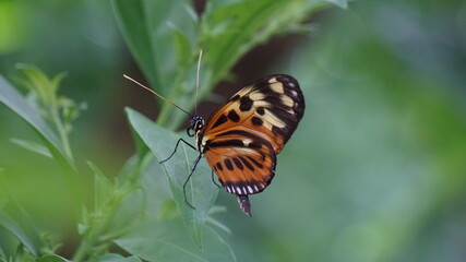 Schöner Schmetterling in der Natur