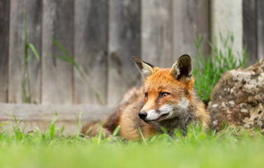 Red fox lying on grass by a wooden fence