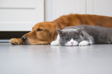 British Shorthair and Golden Retriever