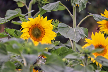 Sunflowers in a UK field