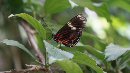 Obraz na płótnie Canvas Schöner Schmetterling in der Natur