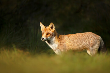 Close up of a young Red fox standing in grass