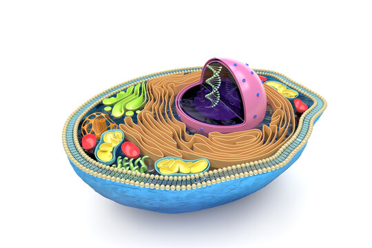 3D rendering of the human cell cross section, detailed colorful anatomy, top view, white background