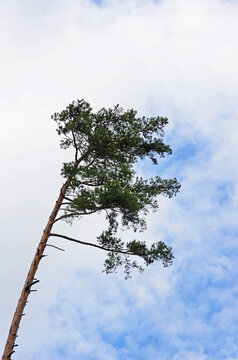 Thin tree top of scots pine on a sky background