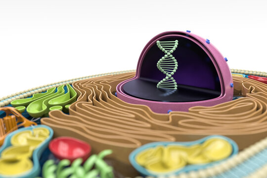 3D rendering of the human cell cross section, detailed colorful anatomy, white background, focus on DNA in the nucleus
