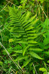 Close up of green lady fern
