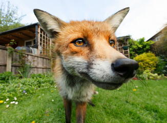 Portrait of a red fox standing in the garden