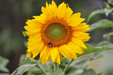 Fototapeta premium Sunflowers in a UK field