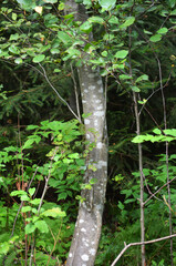 Interesting tree trunk with white dots on a green forest background