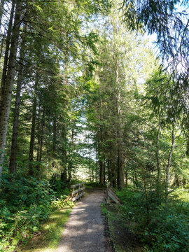 Bayerische Landschaft. Enterrottach zum Suttensee. Wunderbarer Spaziergang um den Wald am Seeufer, entlang eines Weges im Schatten hoher Kiefern und kleine Holzbr&uuml;cken &uuml;berqueren