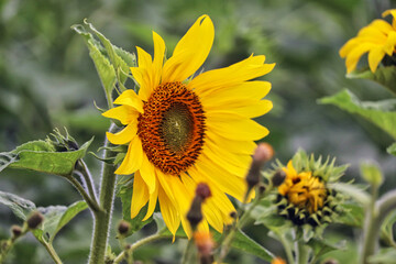 Sunflowers in a UK field