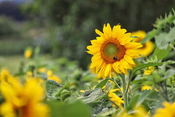Sunflowers in a UK field