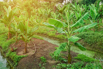 Green Banana trees, Tropical agricultural field.