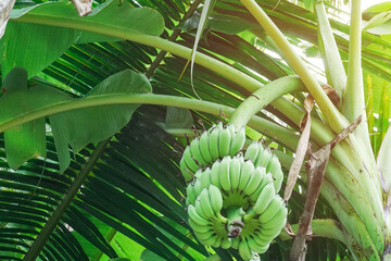 Obraz premium Close up Bunch of green banana on tree