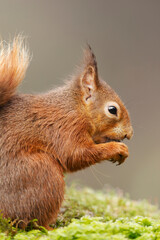 Red Squirrel eating nuts on a mossy log