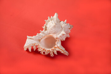 The sea shell lies on a pink background.