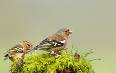 Common Chaffinch perched on a mossy tree