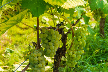 Weinreben an einem Weinstock  für die Herstellung von Eiswein