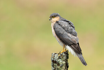 Eurasian Sparrowhawk perched on a post