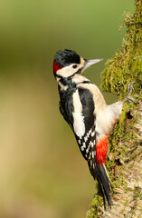 Great spotted woodpecker perched on a mossy birch tree