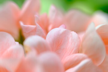 Fototapeta na wymiar close up of pink rose petals