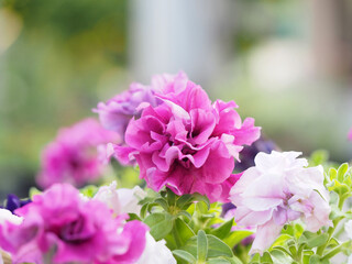 petunia hybrida, grandiflora double cascade pink on blur background