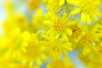 beautiful yellow flower wallpaper background, macro flower and defocused