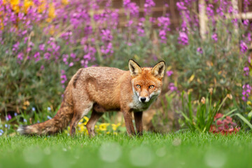 Red fox standing on green grass among flowers