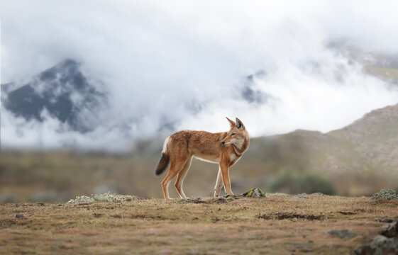 Rare and endangered Ethiopian wolf standing in the highlands of Bale mountains